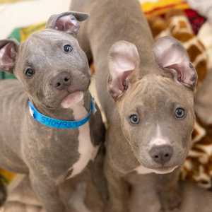 Team Page: HSHV Junior Volunteers